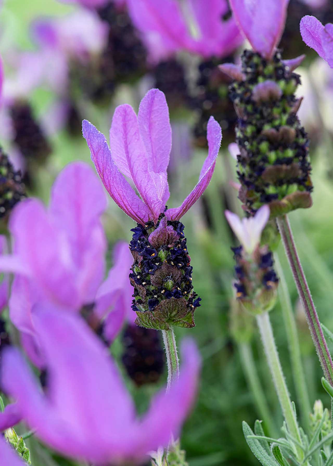 Lavender French Pot 5ltr