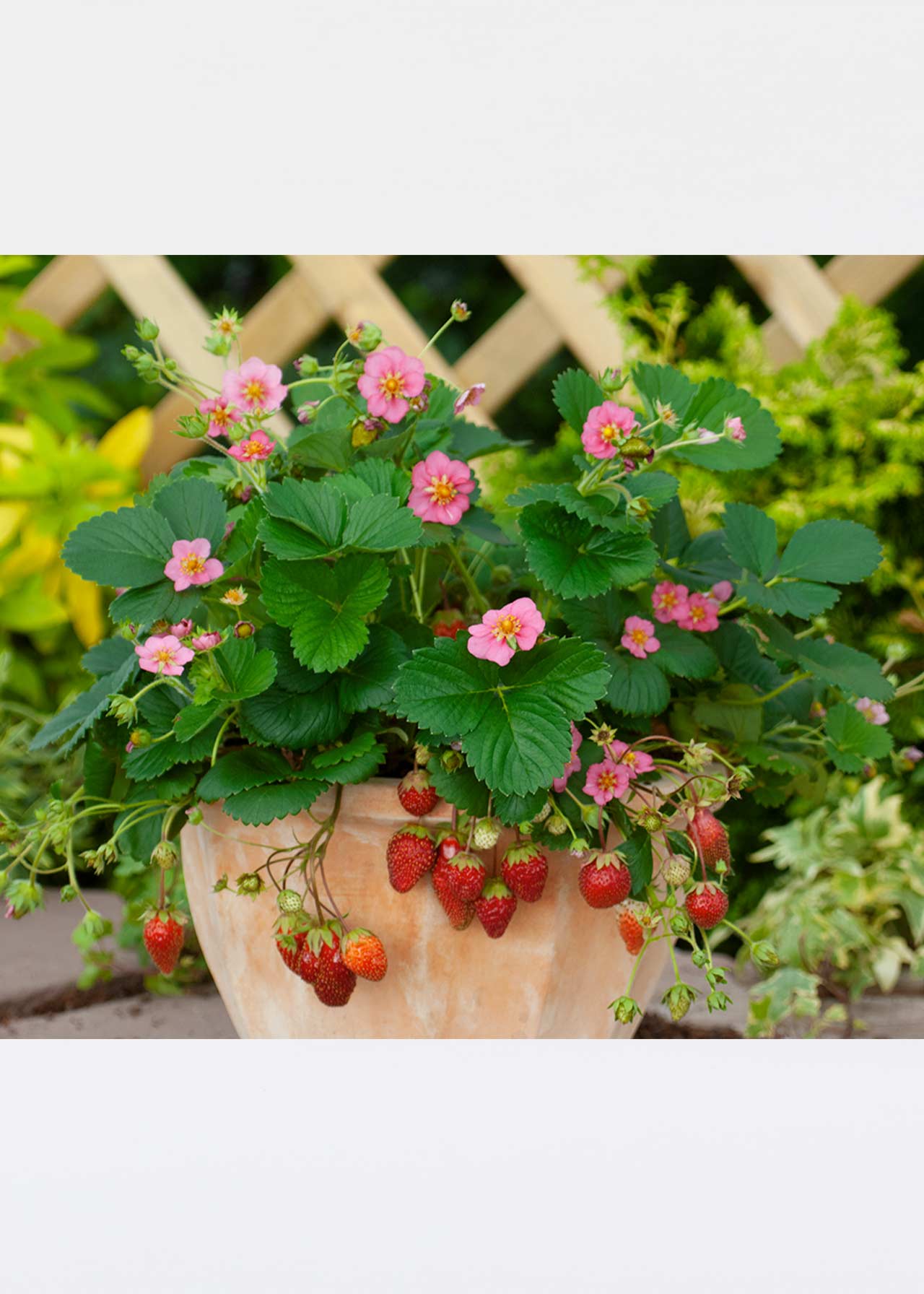 Strawberry Fragoo Rose Hng Pot 25cm