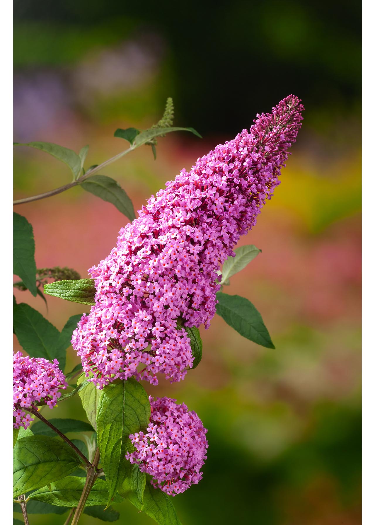 Buddleja Rocketstar Flamingo 3ltr