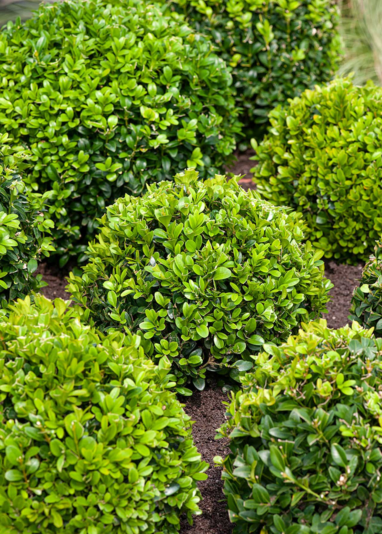 Buxus Sempervirens 6pk