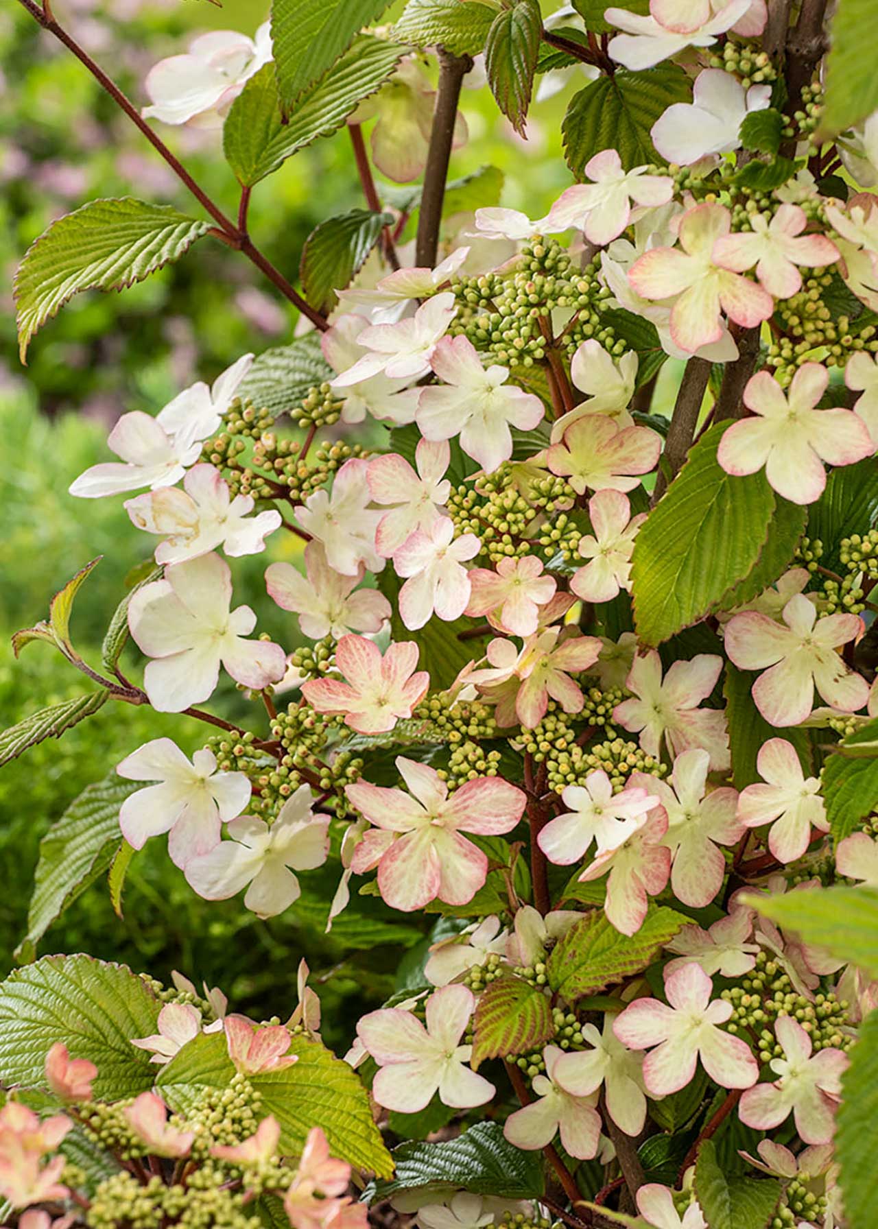 Viburnum Kilimanjaro Sunrise 3ltr