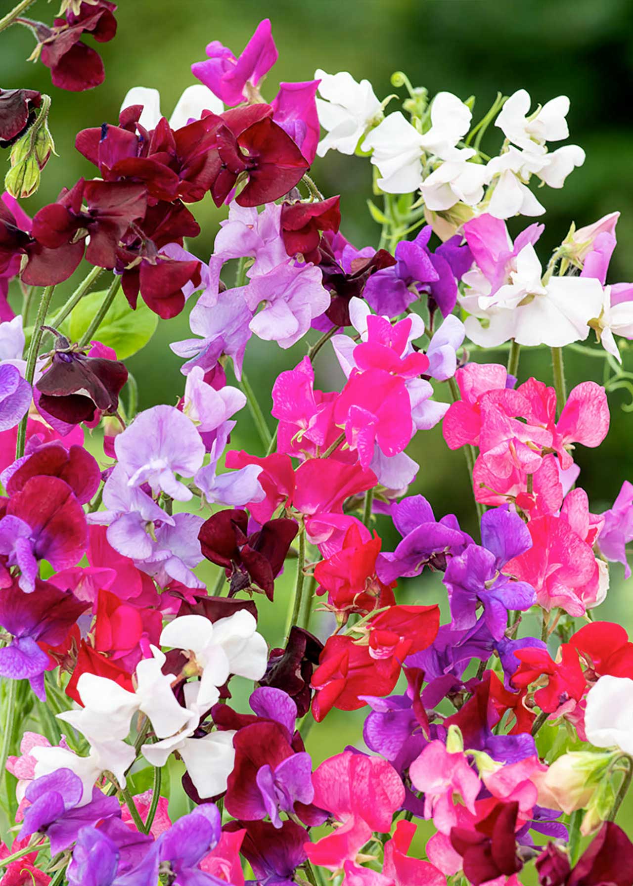 Sweet Pea Old Fashioned Scented Mix 6X9cm