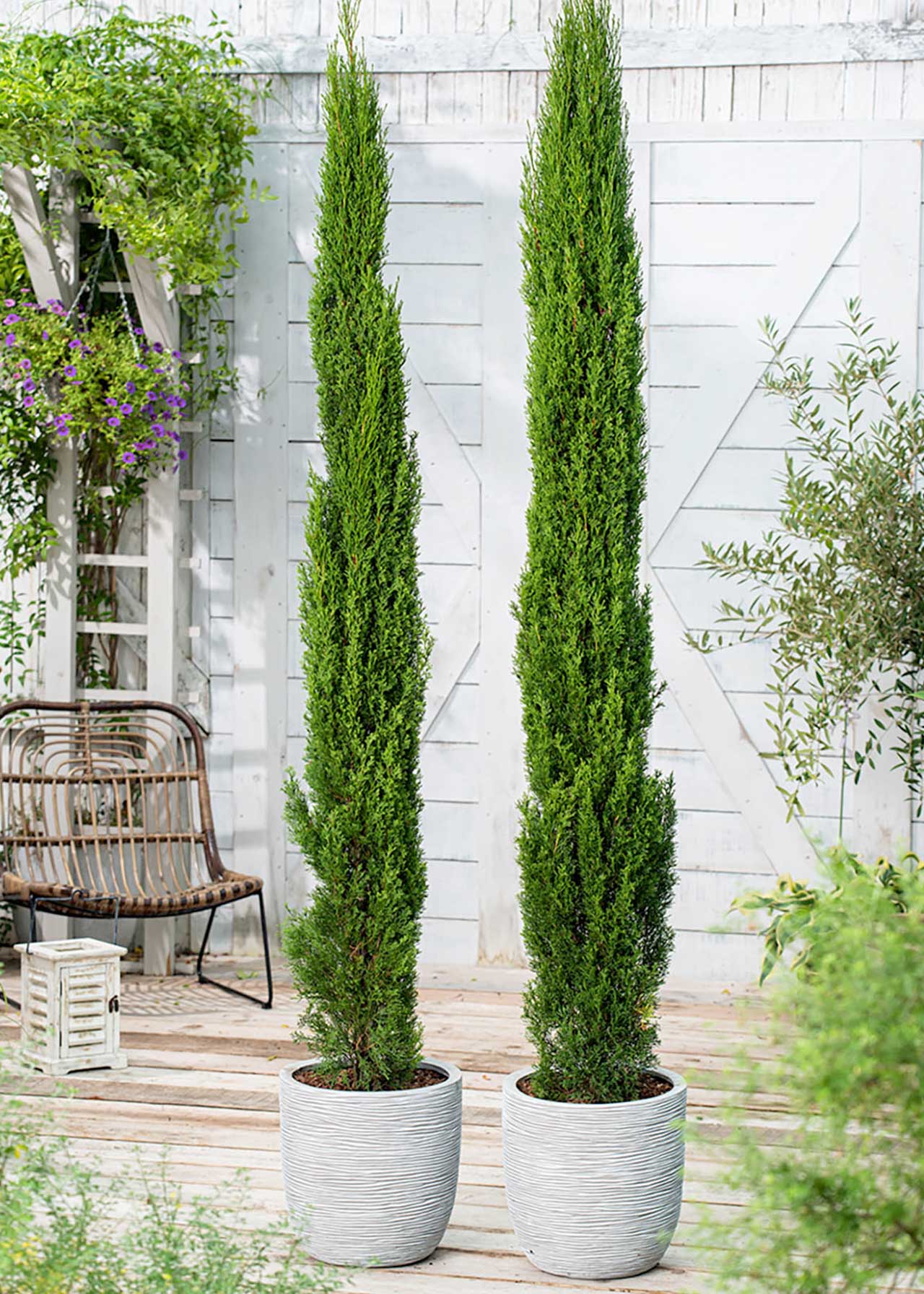 Cupressus Sempervirens 150/175 18ltr