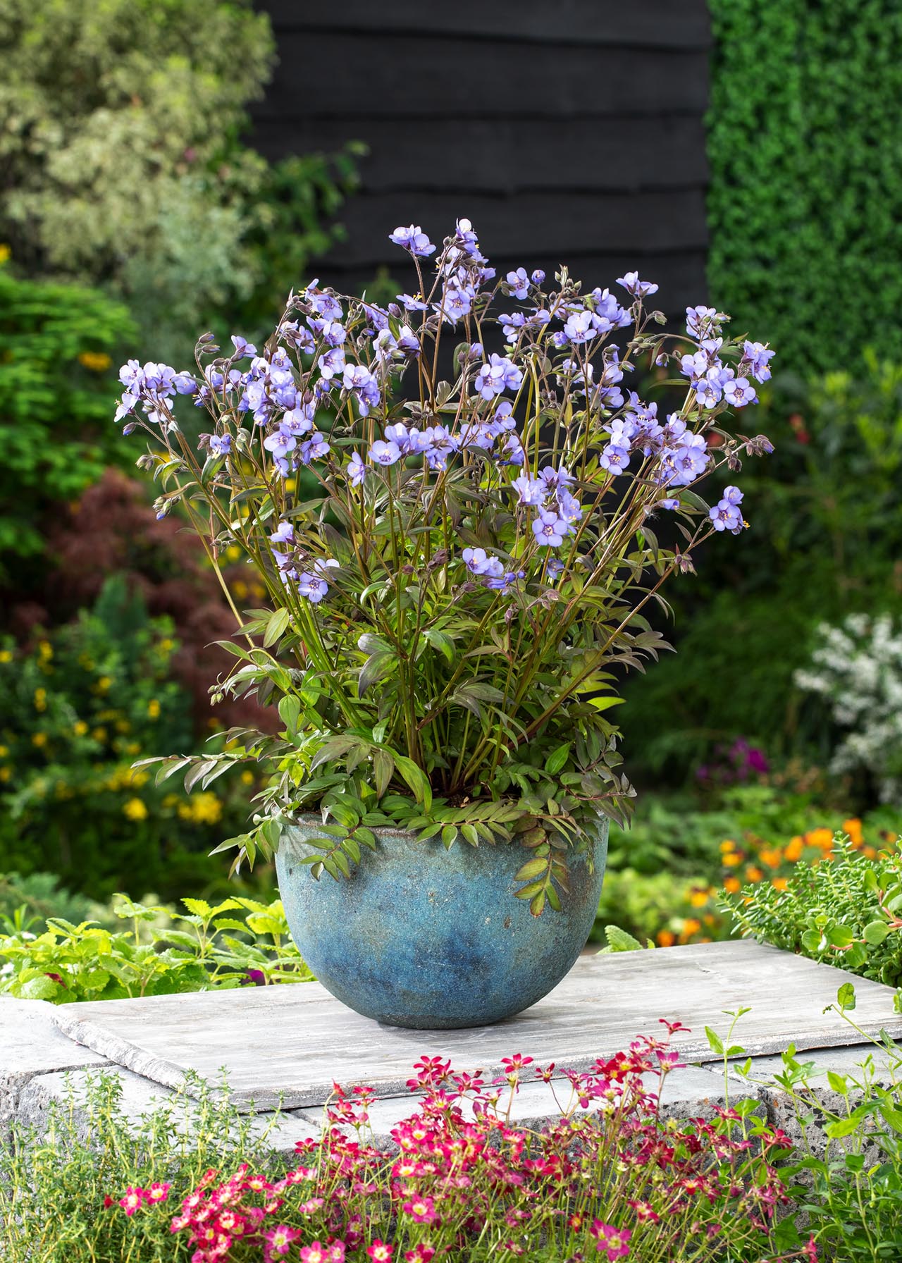 Polemonium Kaleidoscope 2ltr