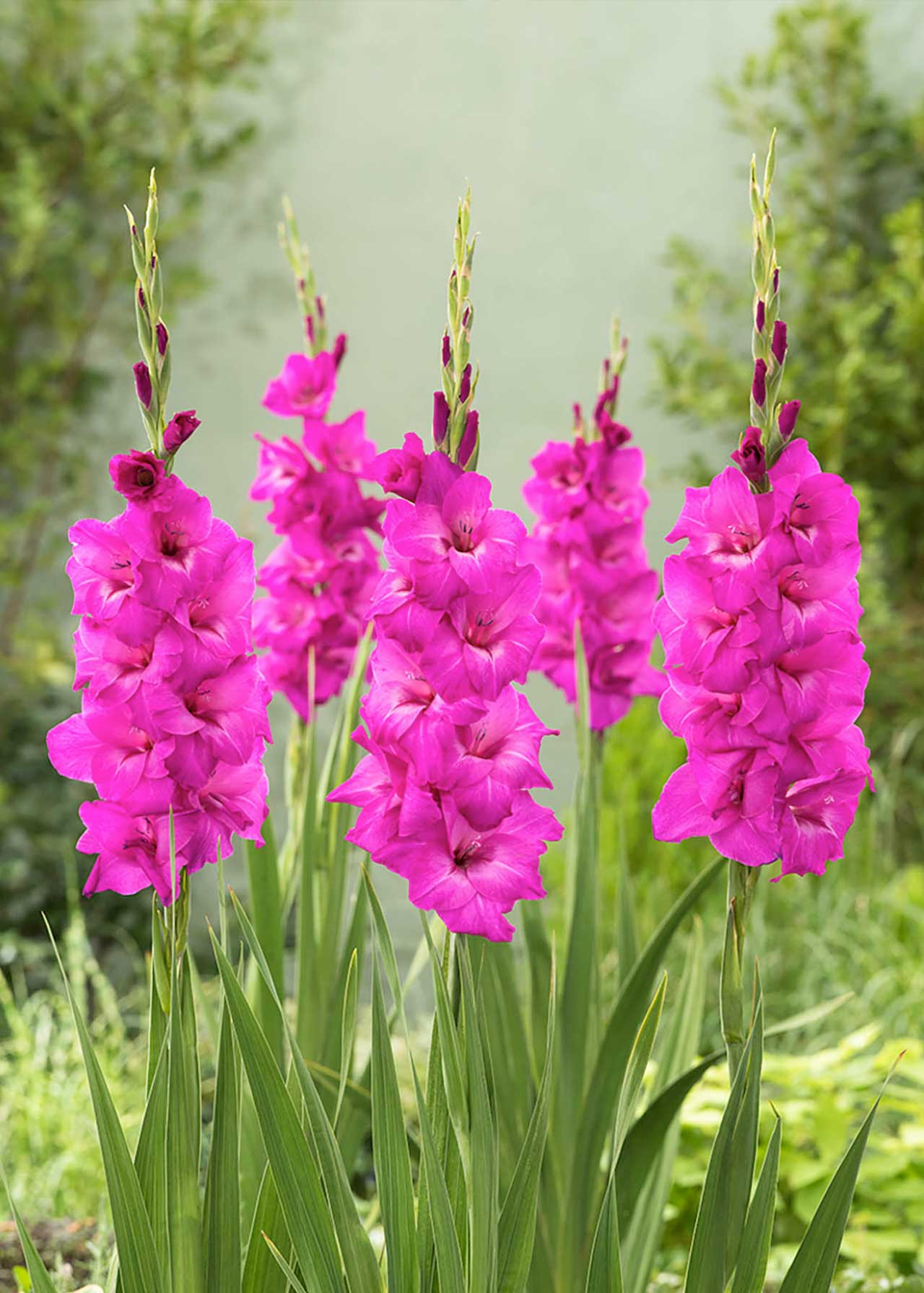 Gladiolus Fidelio 2ltr