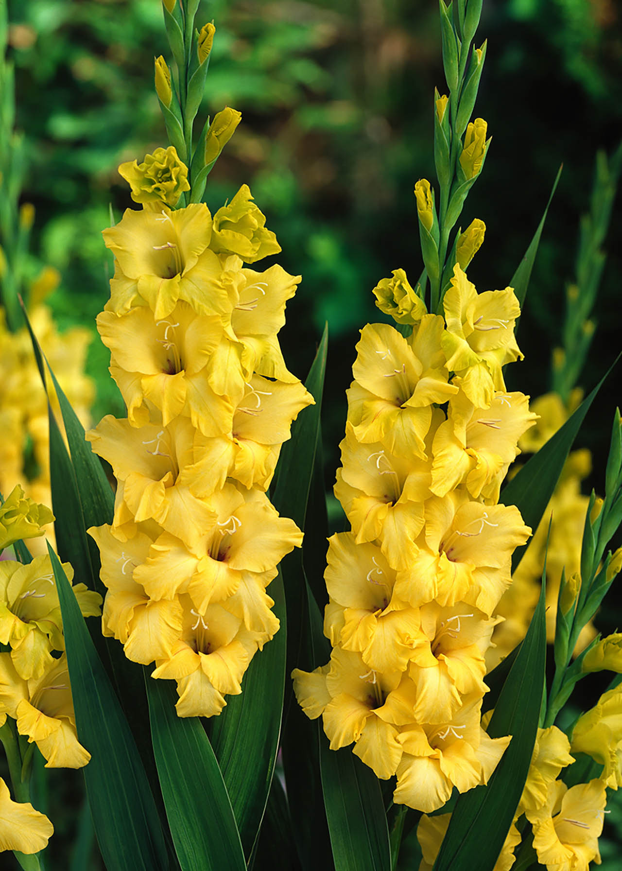 Gladiolus Nova Lux 2ltr