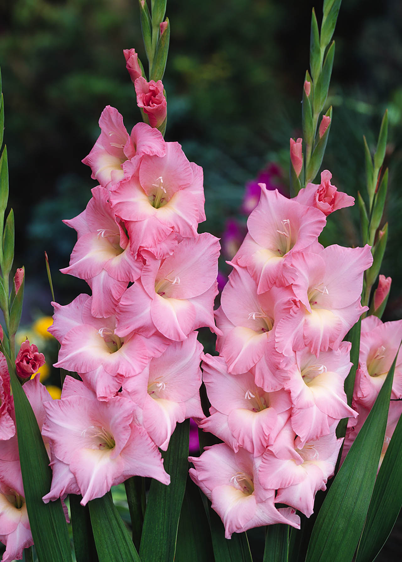 Gladiolus Rose Supreme 2ltr