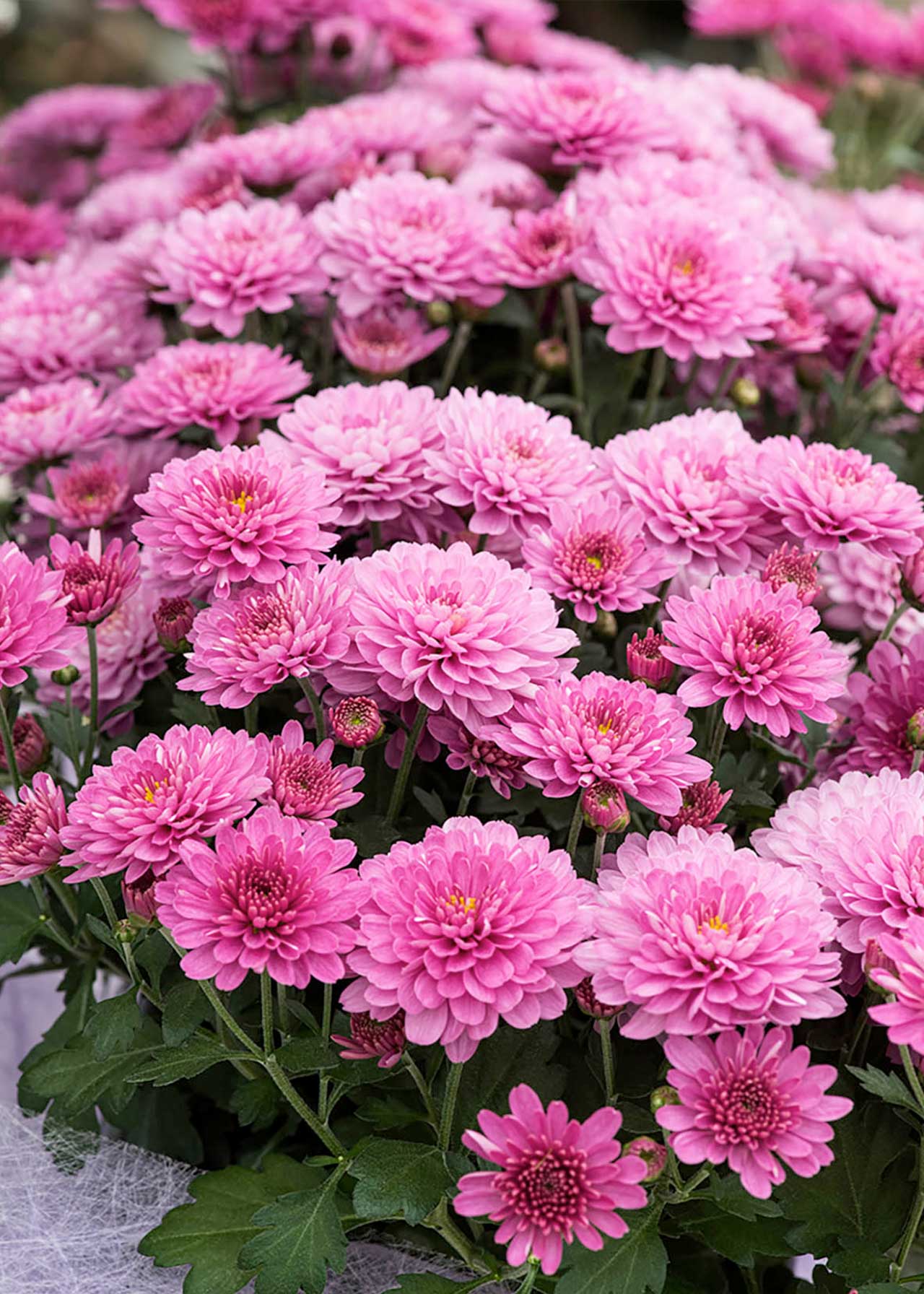 Chrysanthemum Beppie Purple 1ltr