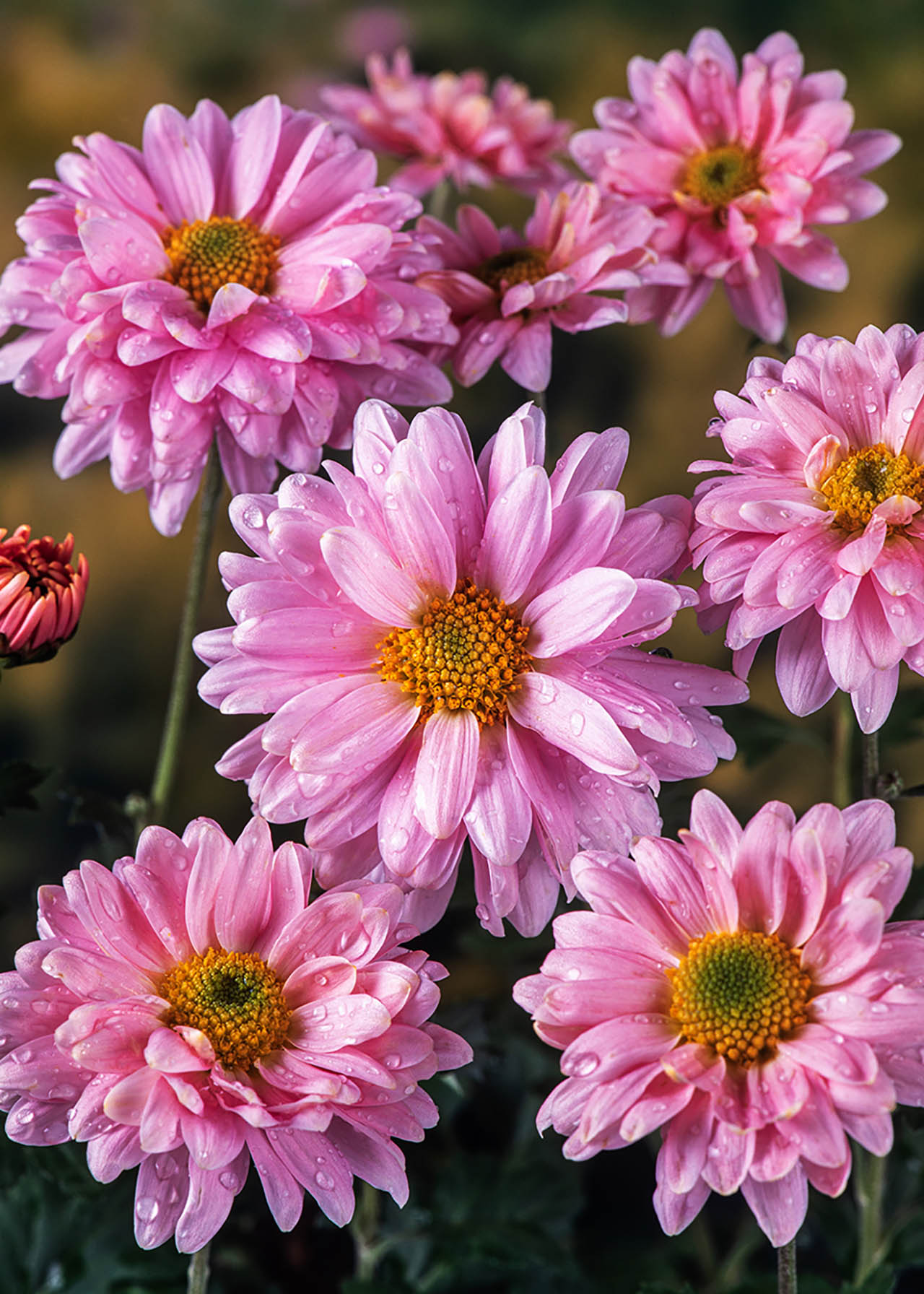 Chrysanthemum Beppie Rose 1ltr