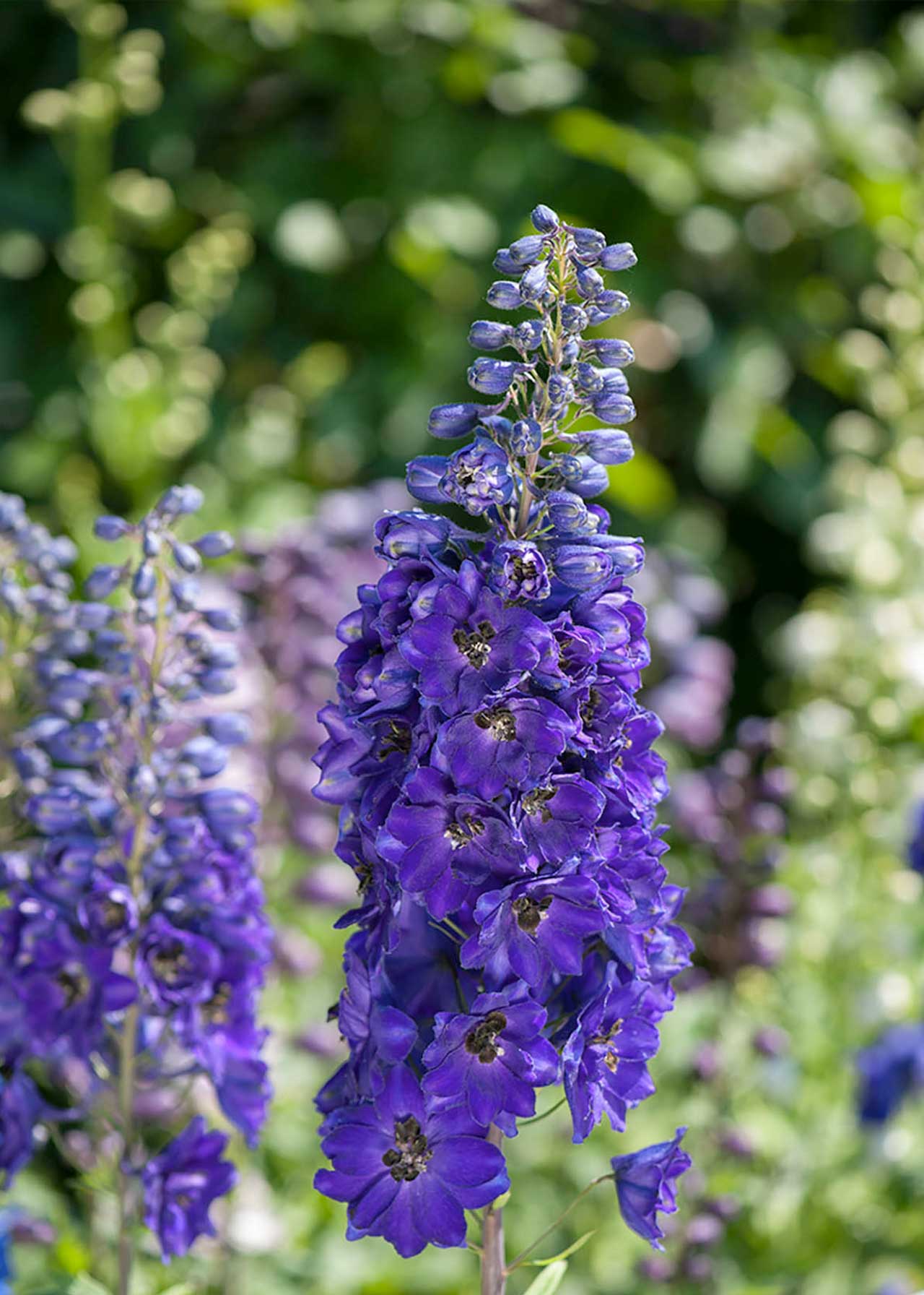 Delphinium Dark Blue Black Bee 3ltr