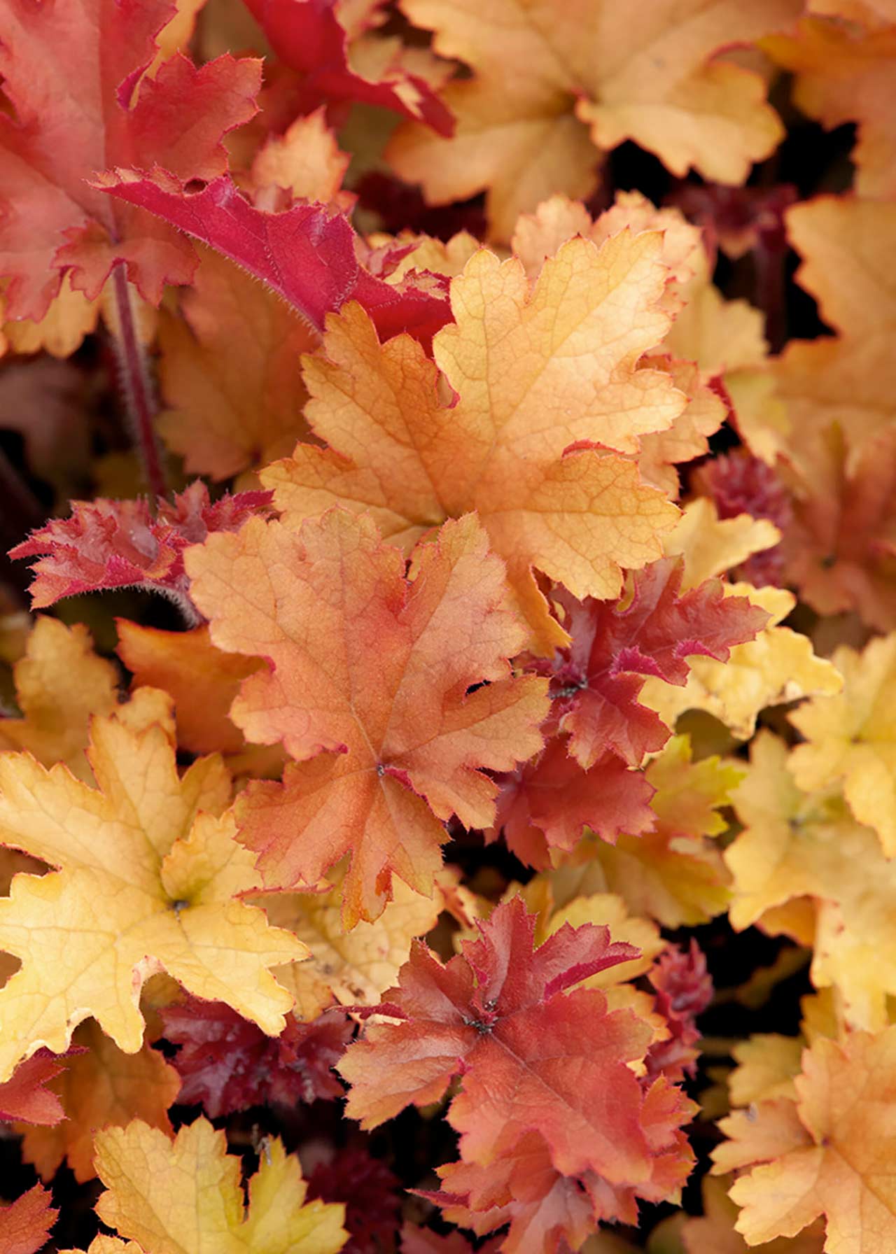 Heuchera Marmalade 2ltr Dobbies Garden Centres