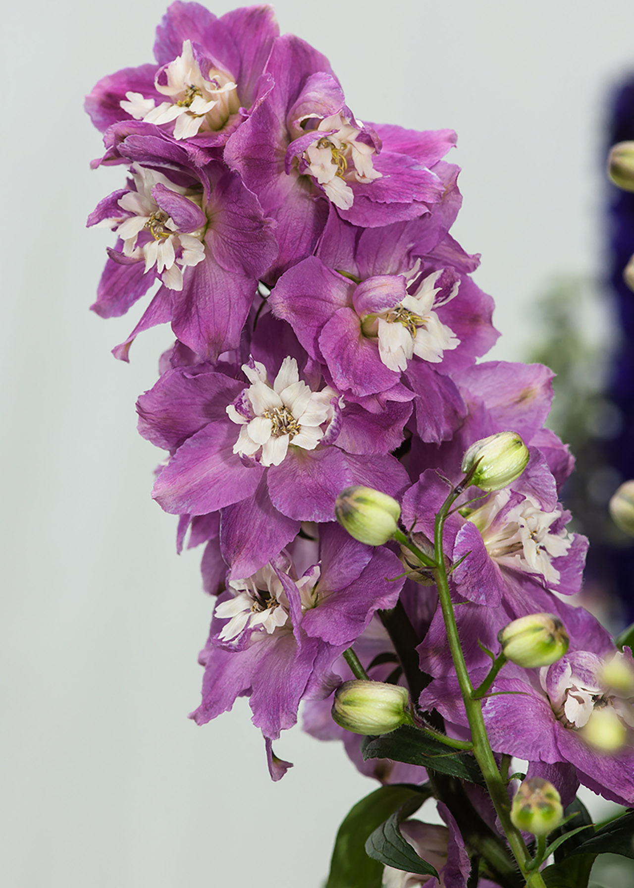 Delphinium Rose White Bee 1ltr