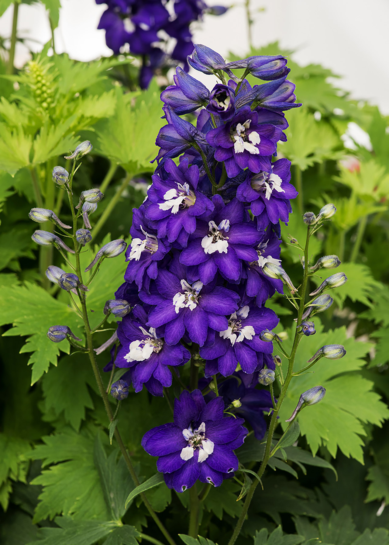 Delphinium Dark Blue with White Bee 1ltr