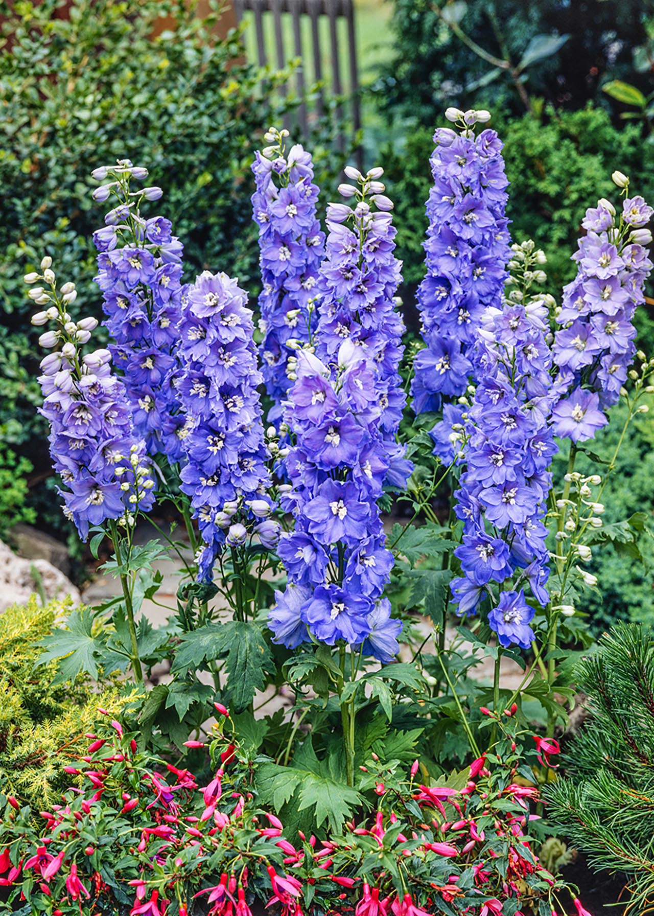 Delphinium Light Blue White Bee 1ltr