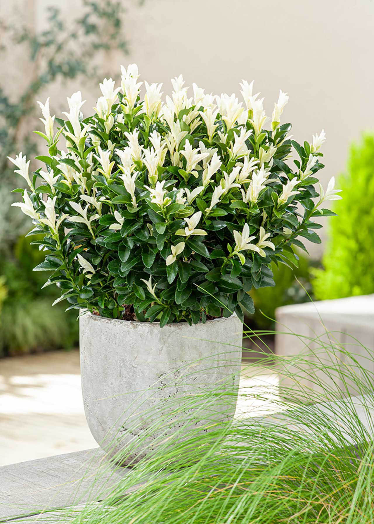 Euonymus Paloma Blanca 2ltr