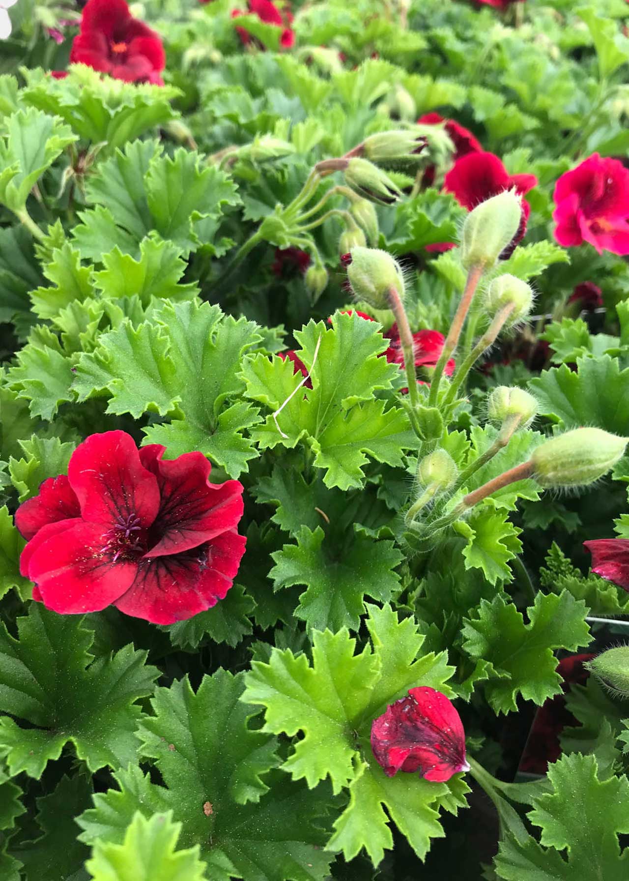Pelargonium Crispum Florella Velvet 1ltr