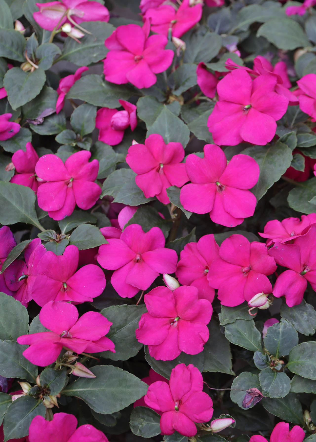 Impatiens New Guinea 1ltr