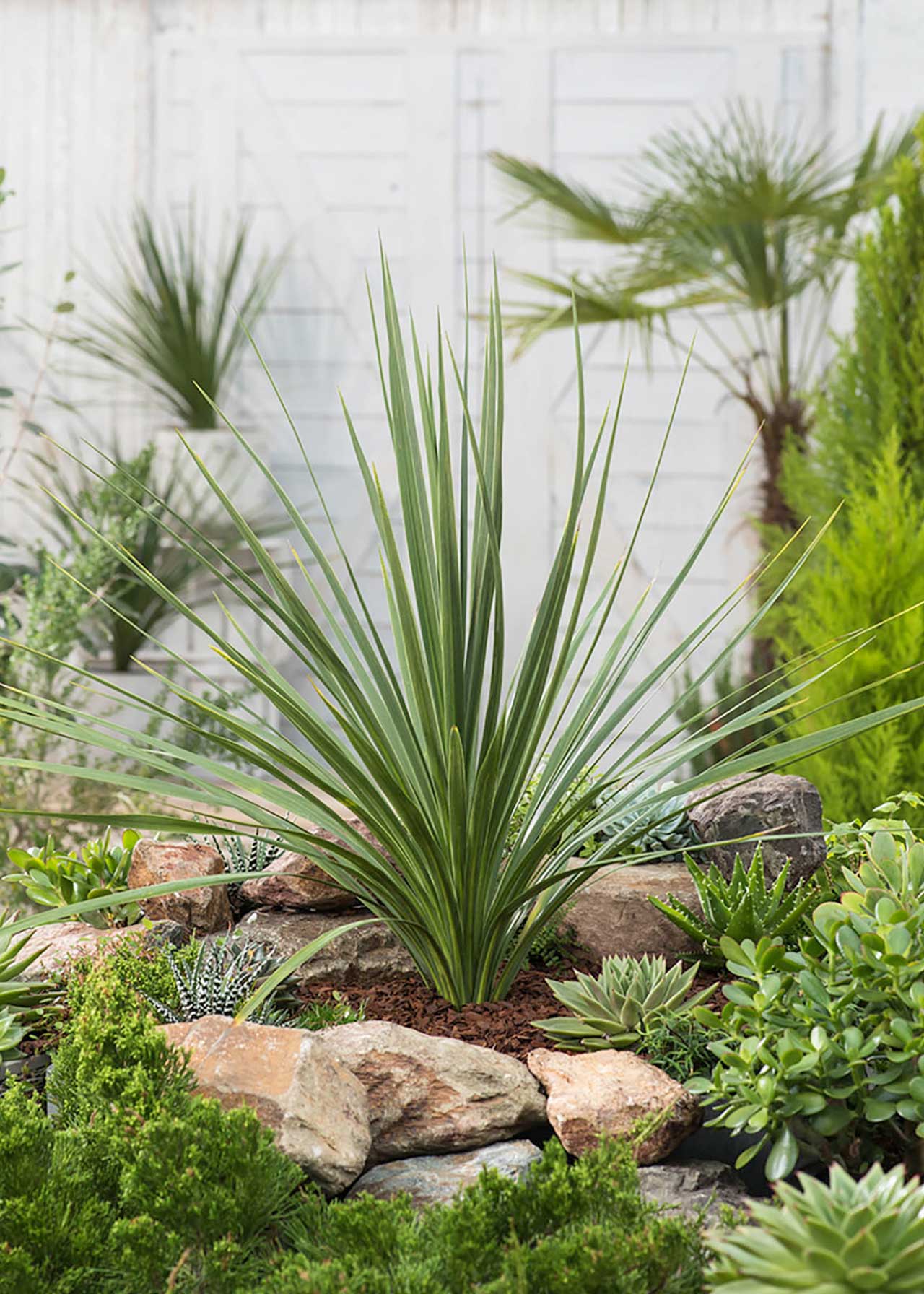 Cordyline Peko 2ltr