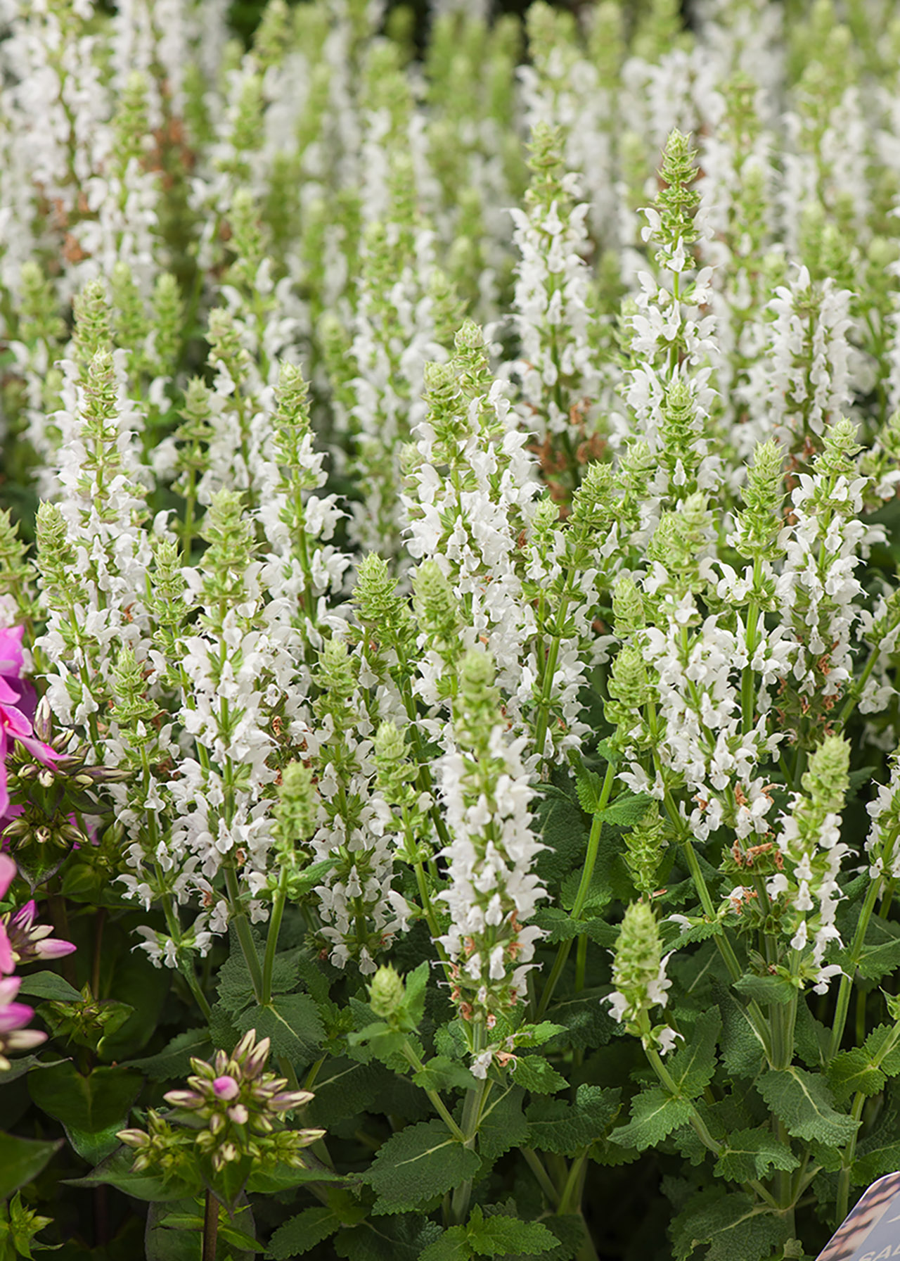 Salvia Lyrical White 3ltr