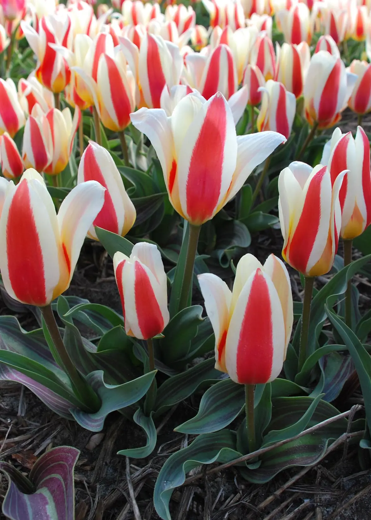 Tulip The First Pack of 8