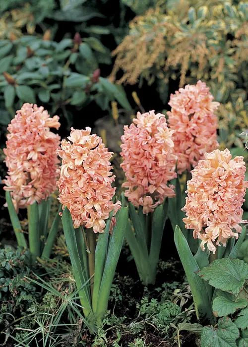 A photo of Hyacinth Gypsy Queen Pack of 3