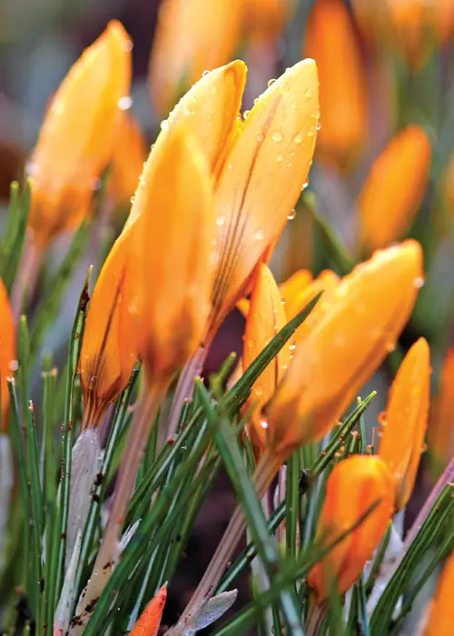 A photo of Crocus Orange Monarch Pack of 8