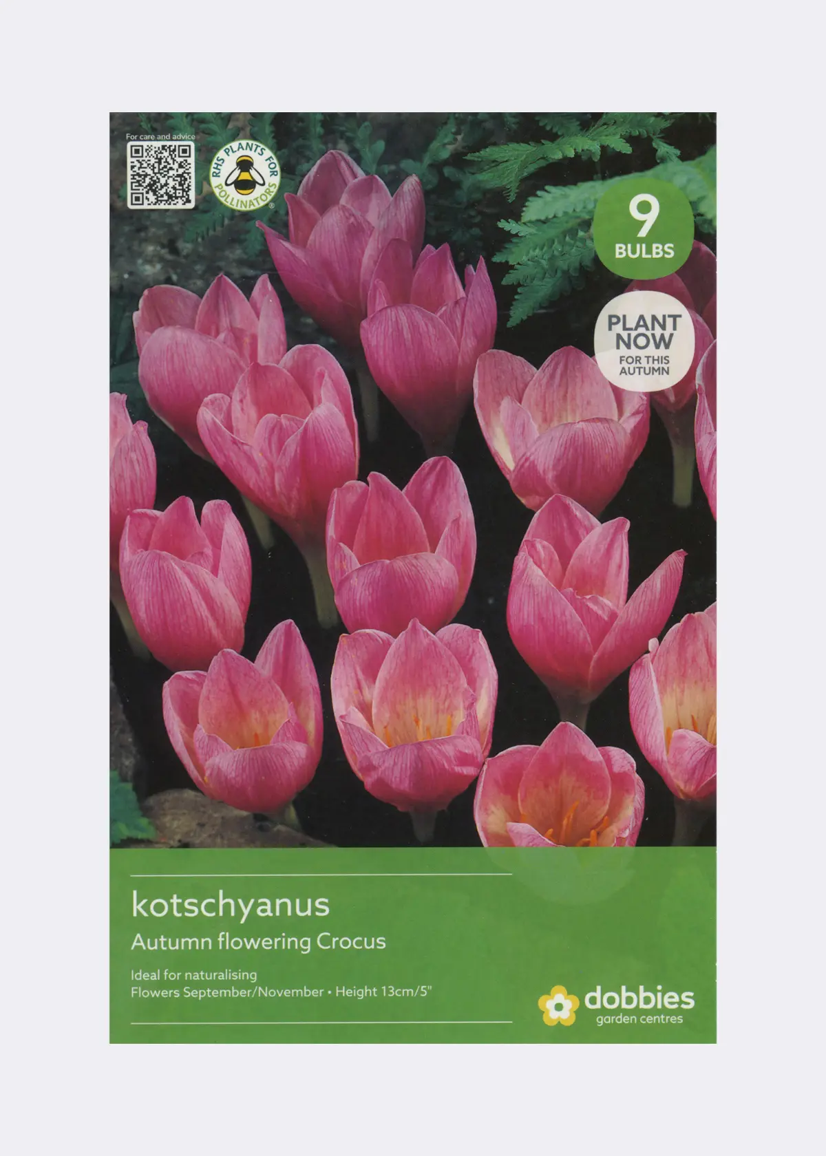 Crocus Kotschyanus Pack of 9