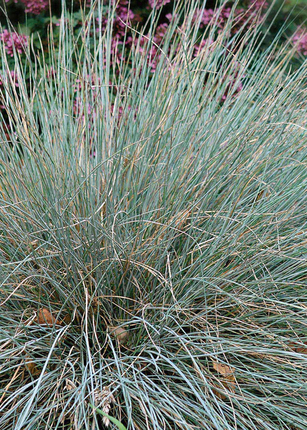 Festuca Intense Blue 5ltr | Dobbies Garden Centres