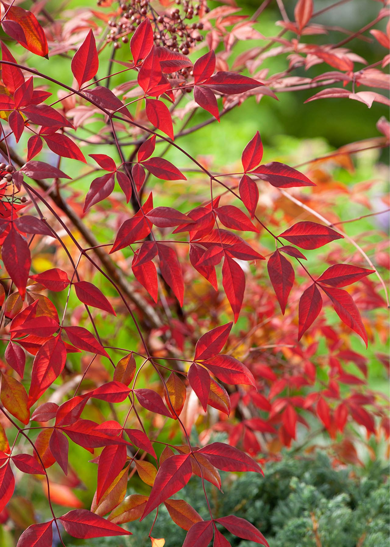 Nandina Gulf Stream 2ltr | Dobbies Garden Centres