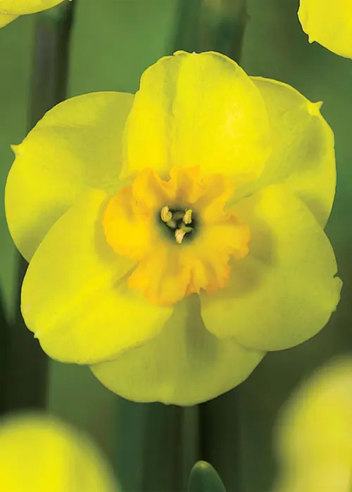 A photo of Daffodil (Narcissus) Sun Disc Pack of 15