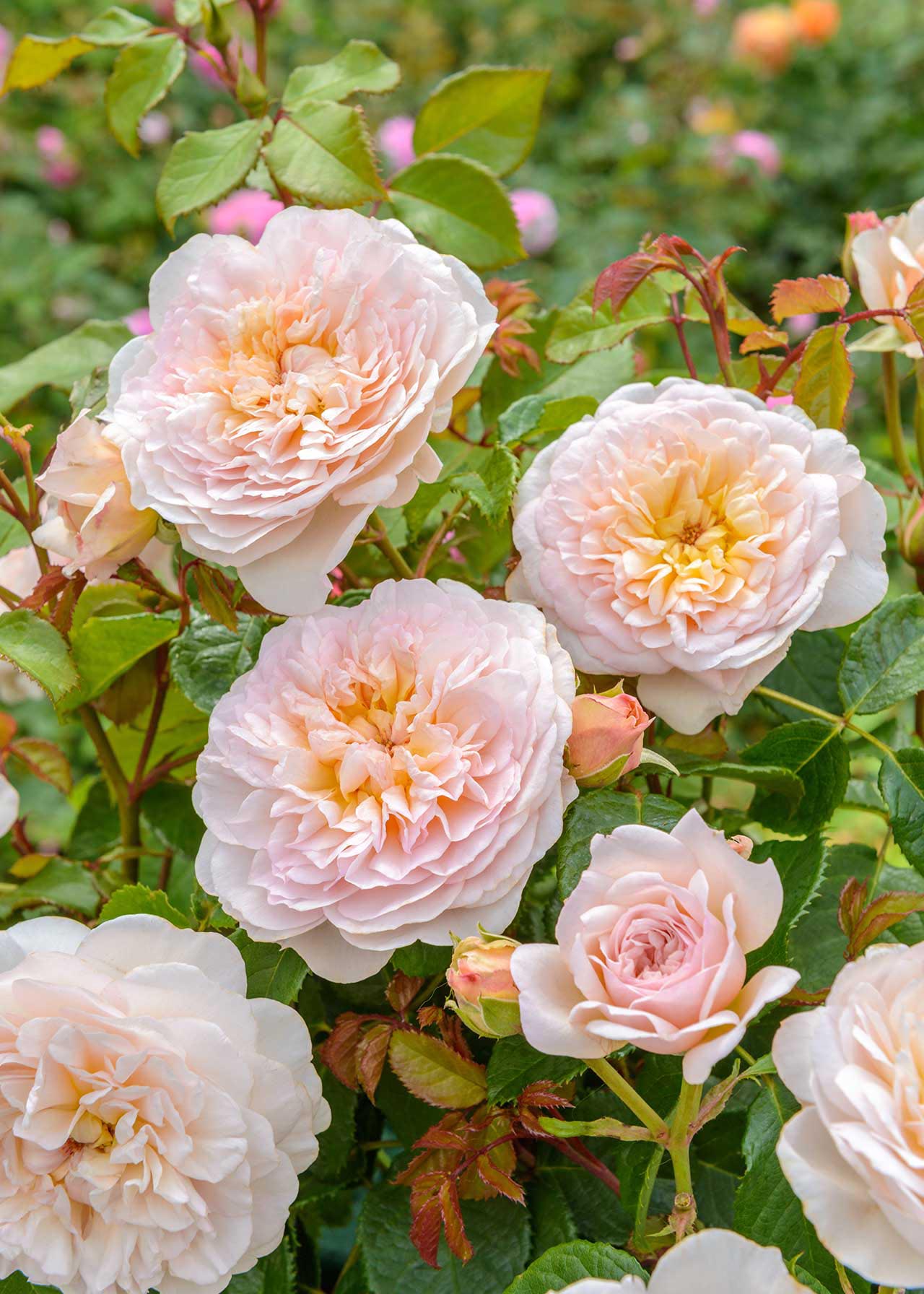 David Austin Rose 'Emily Bronte' 6ltr