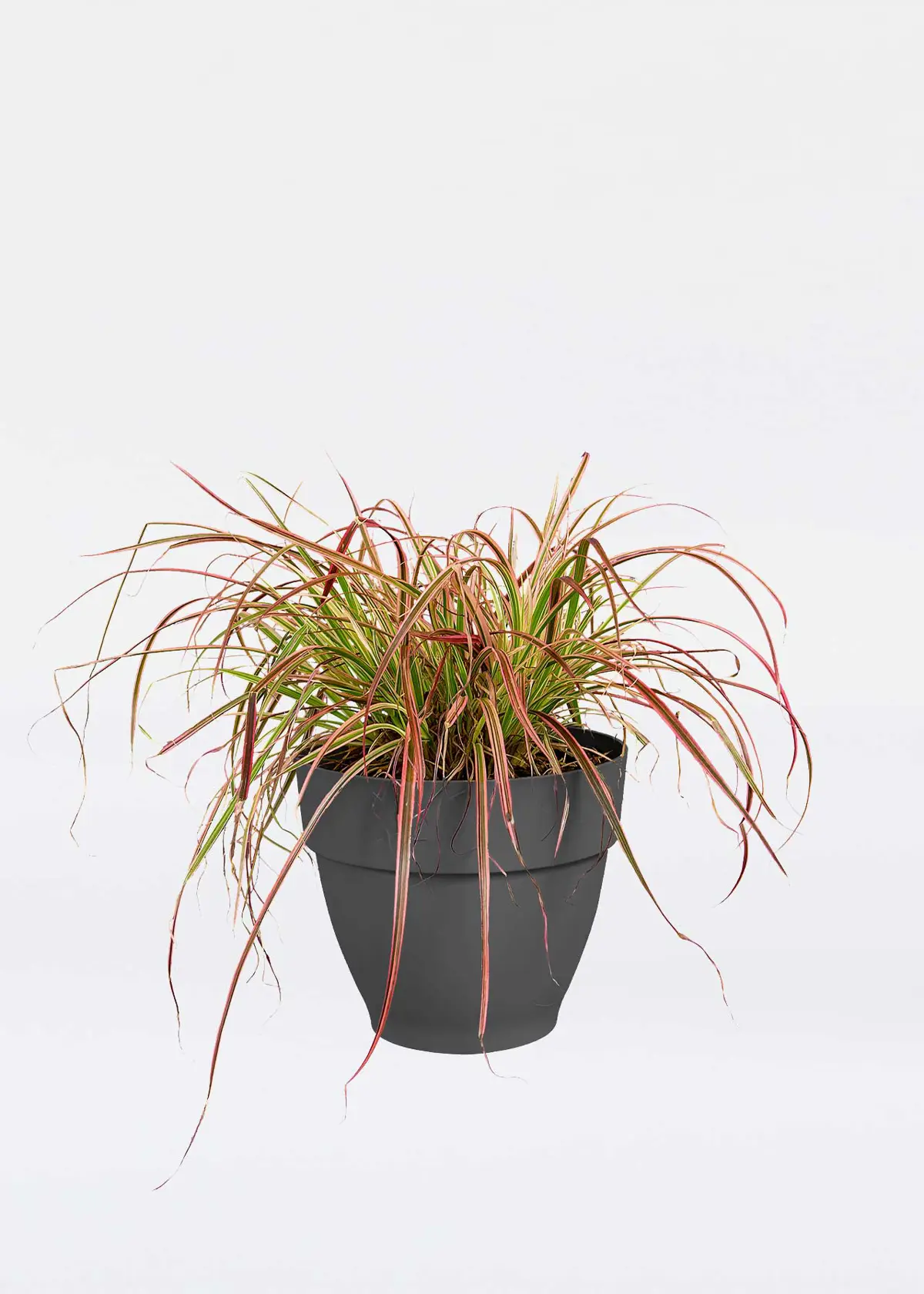 A photo of Elho Vibia Campana Pot 25cm Anthracite