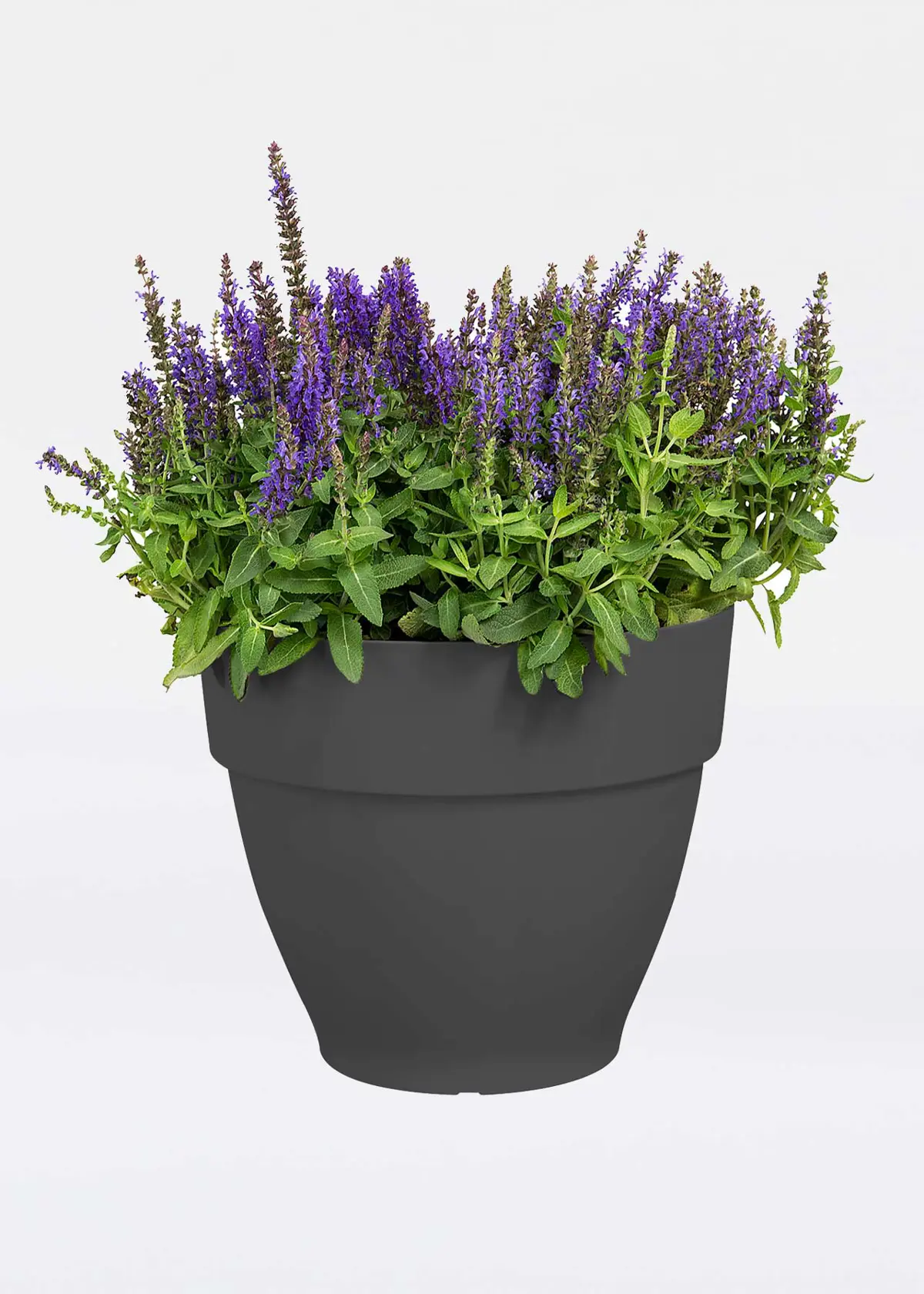 A photo of Elho Vibia Campana Pot 25cm Anthracite