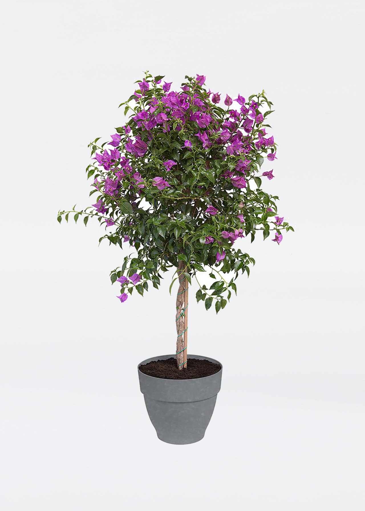 Elho Vibia Campana Pot 47cm Concrete Dobbies Garden Centres