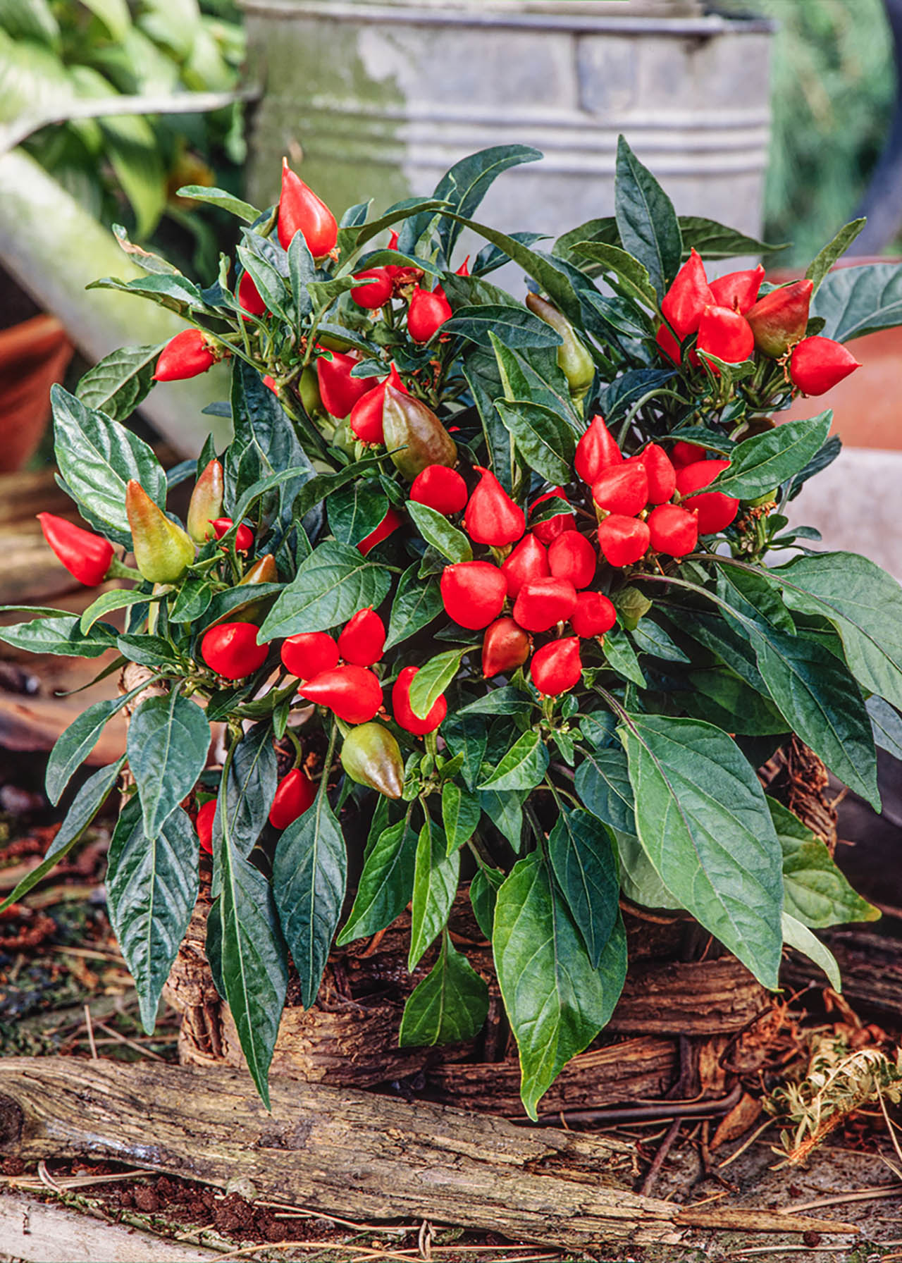 Pepper Balconi Patio 8.5cm