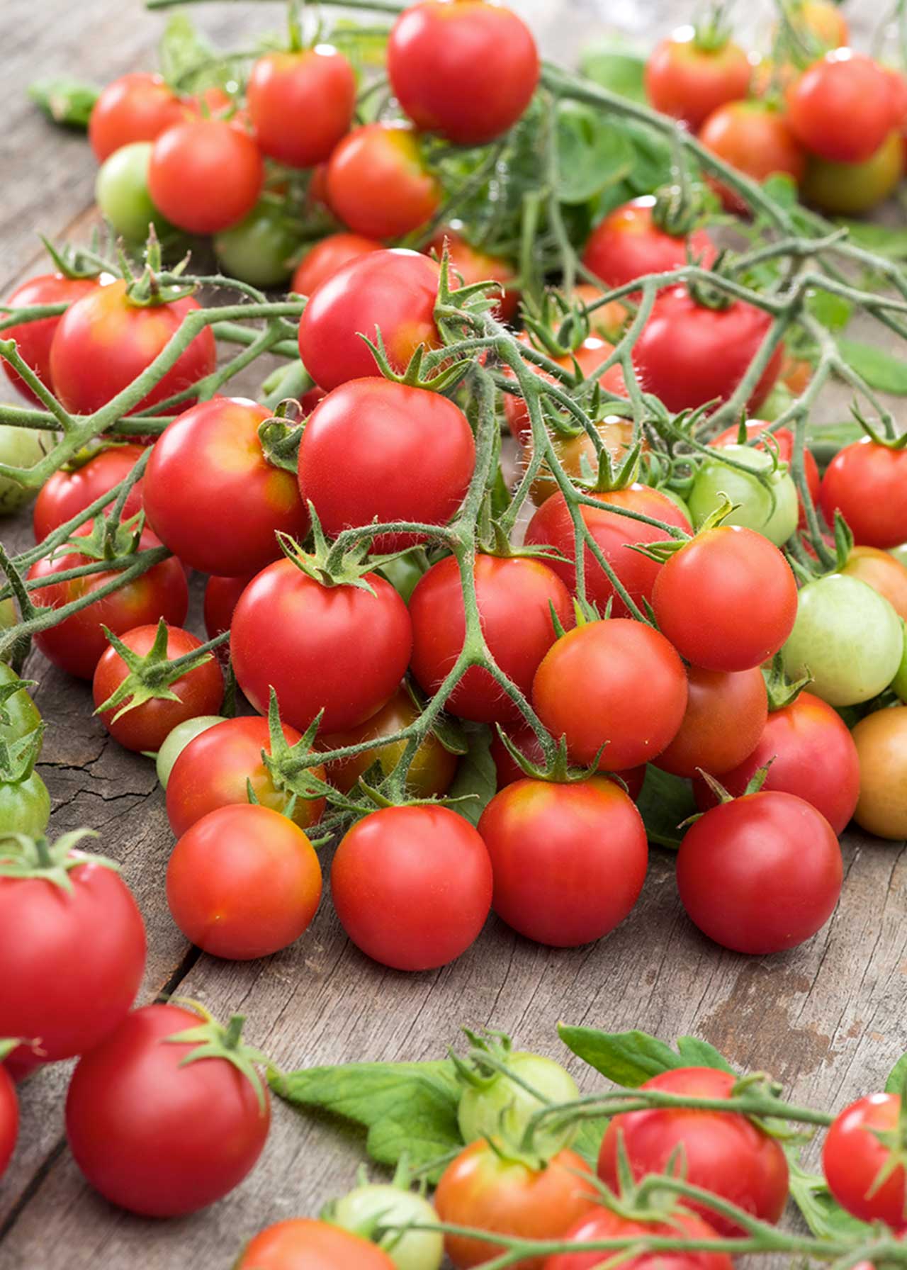 Tomato Riesling 8.5cm