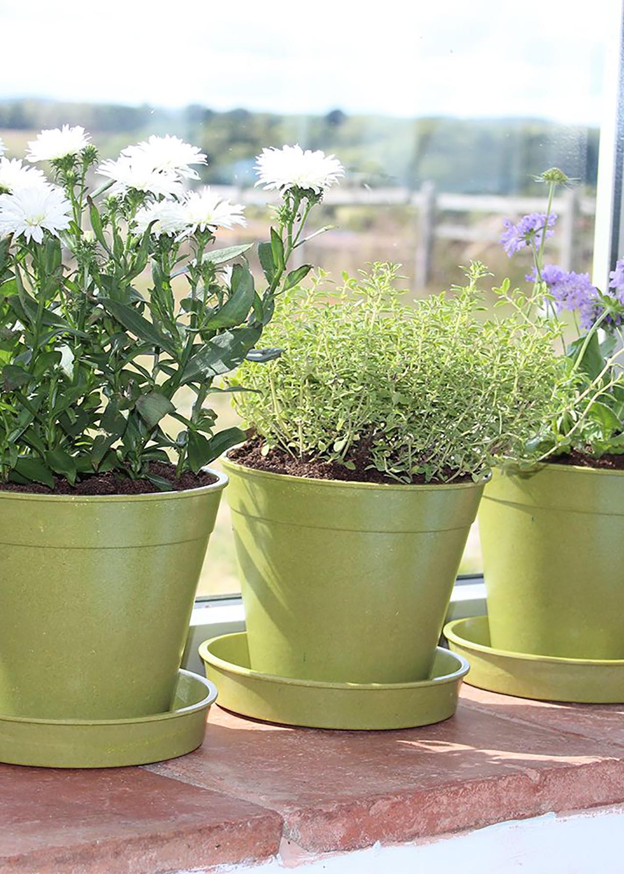 Haxnicks 12.5cm (5) Bamboo Saucer 5 pack Sage Green