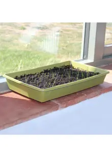 Haxnicks Bamboo Seed Tray Green