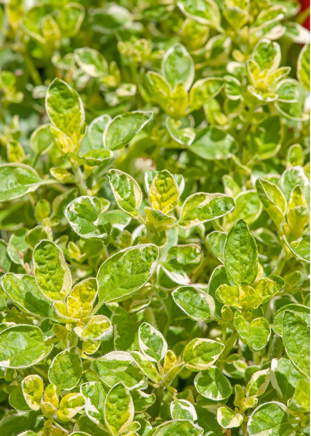 Oregano Golden 1ltr