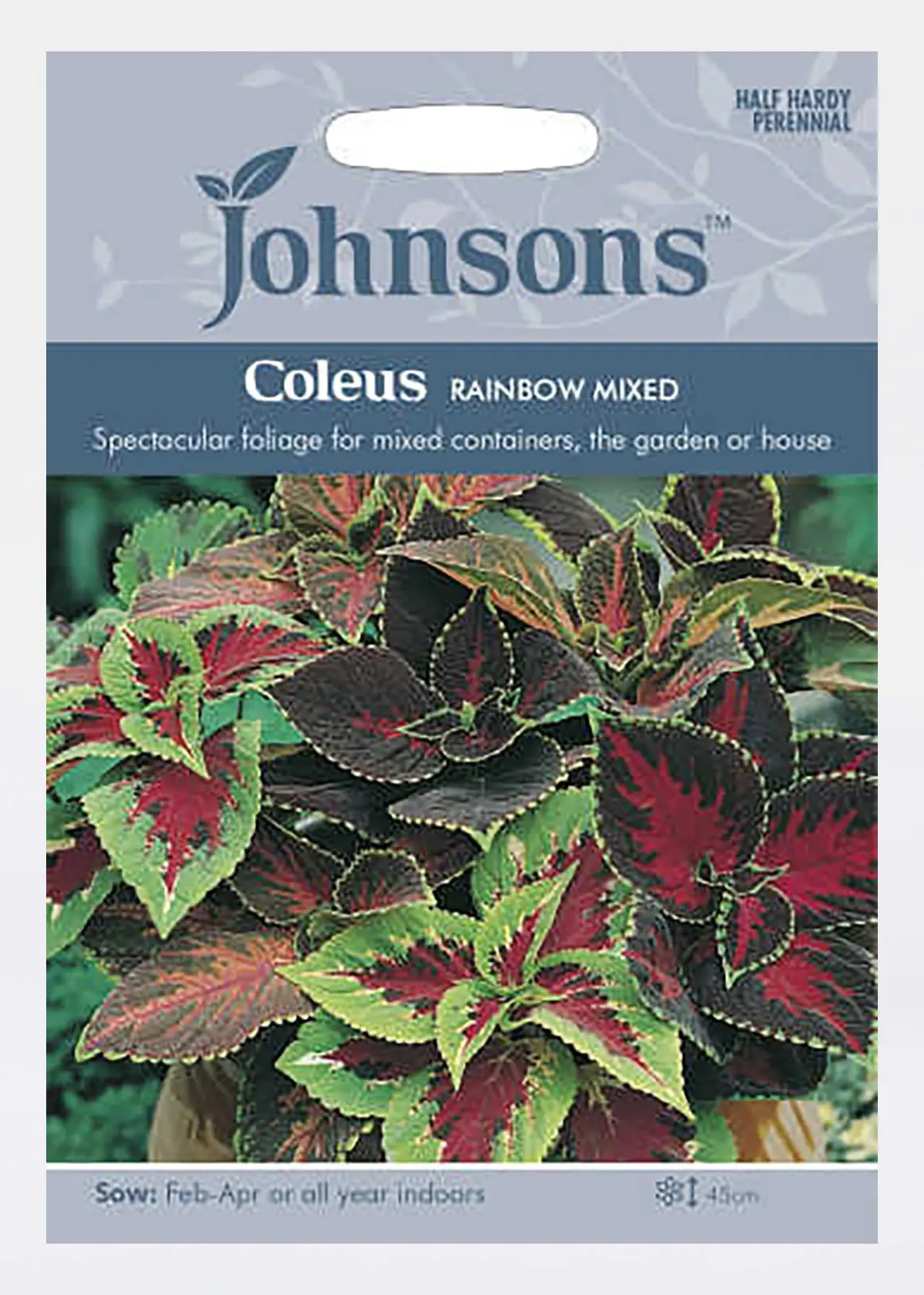 A photo of Coleus Rainbow Mixed Seeds