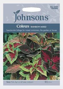 Coleus Rainbow Mixed Seeds