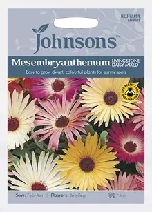 Mesembryanthemum Livingstone Daisy Mixed Seeds