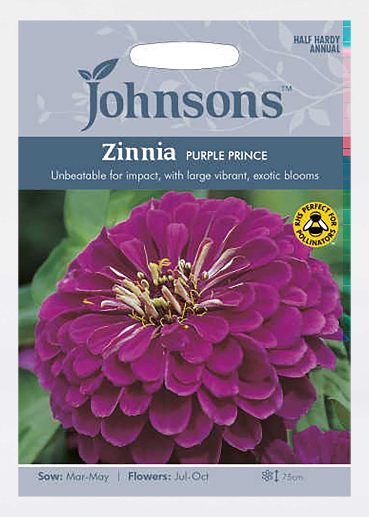 Zinnia Purple Prince Seeds