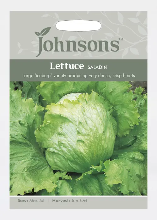 A photo of Lettuce Saladin Seeds