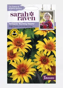 Heliopsis Burning Hearts Seeds