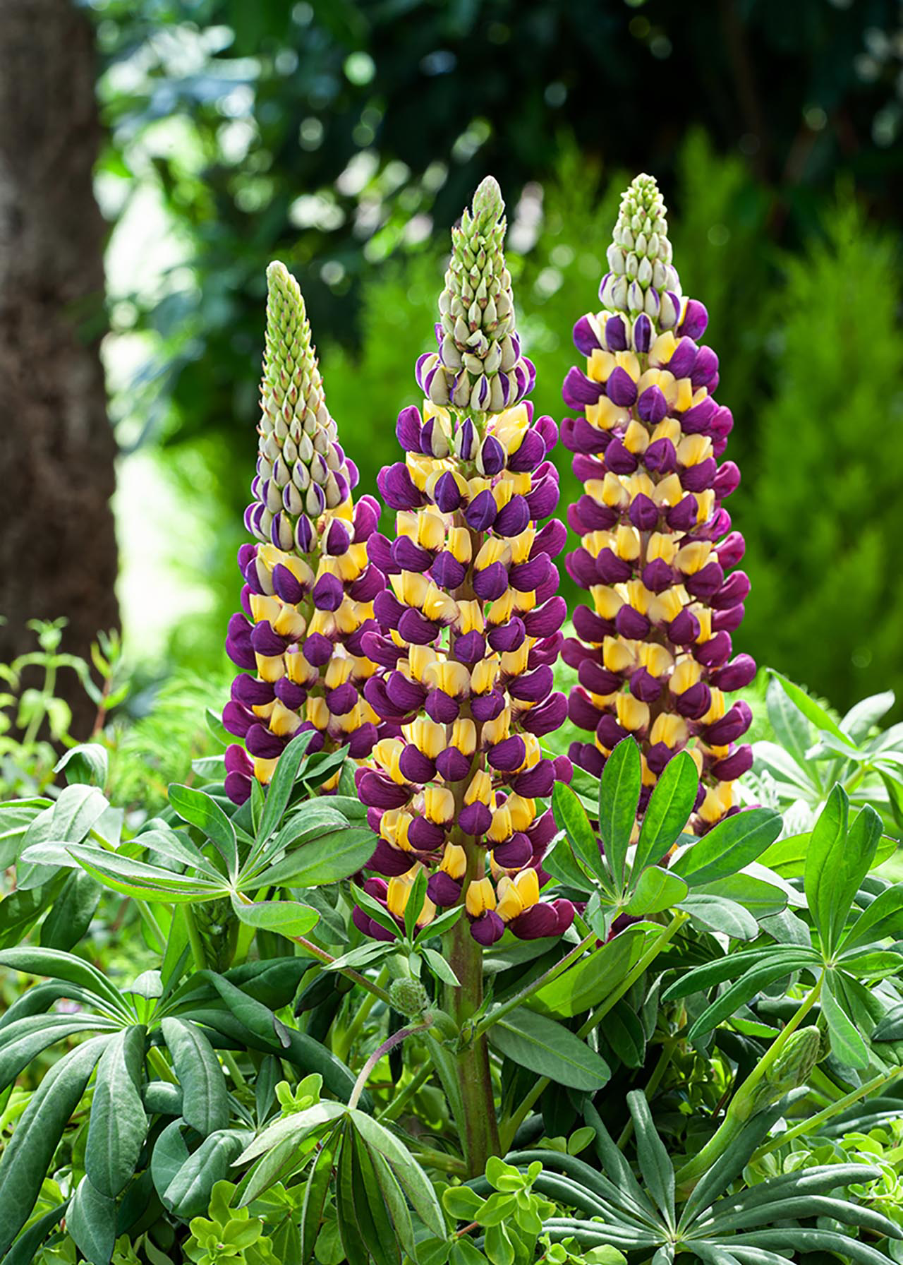 Lupin Manhattan Lights West Country 2ltr Dobbies Garden Centres