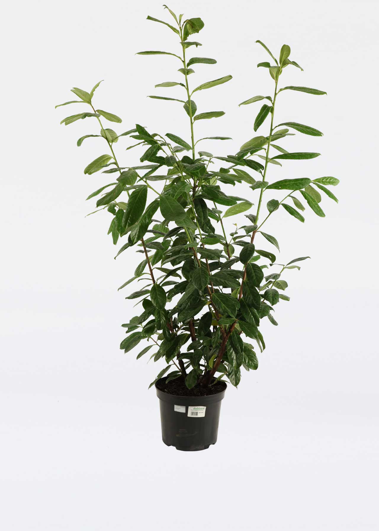 Prunus Novita 80-100 3.5ltr
