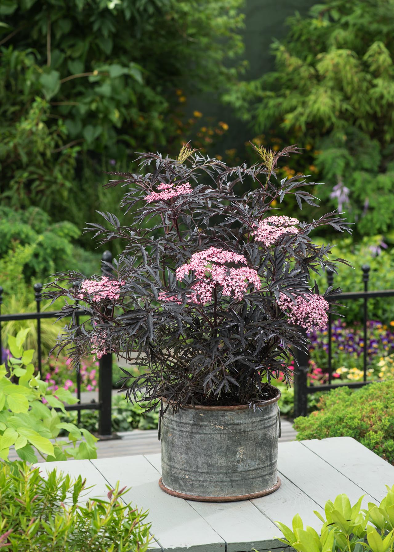 Sambucus Black Lace 3ltr