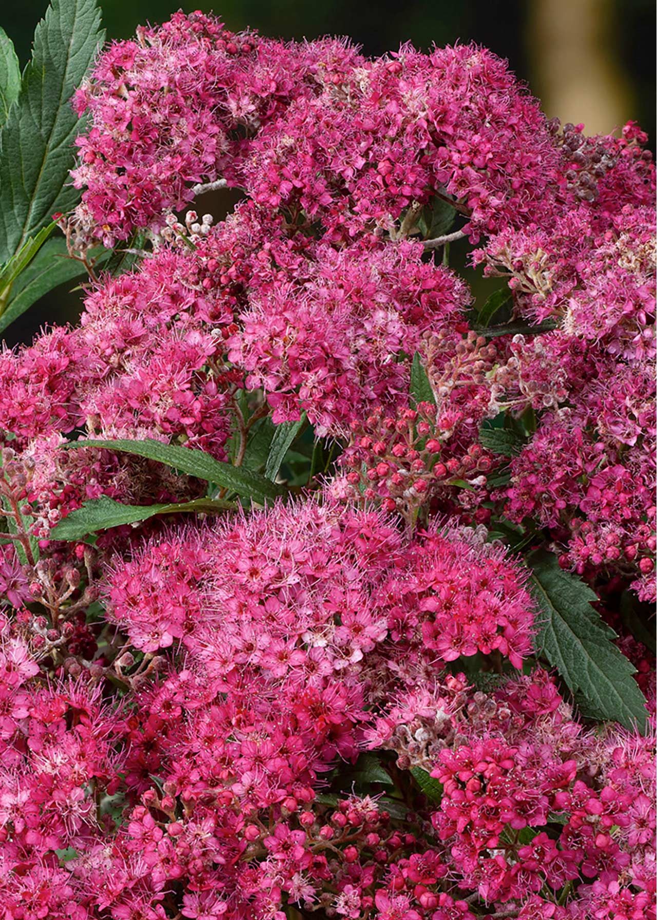 Spiraea Plum Carpet 2ltr