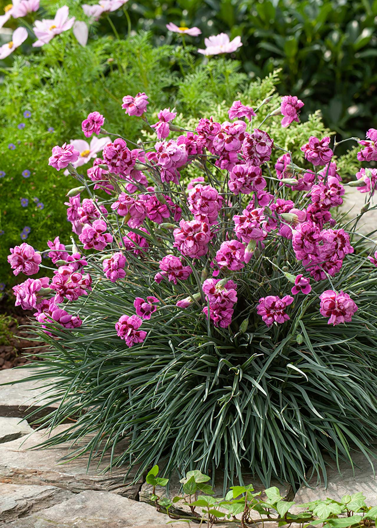 Dianthus Cottage Laced Monarch 1ltr